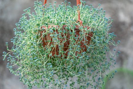 Blue-green sedum dasyphyllum plant in flowerpot in glasshouse. Sedum densely leafy in family crassulaceae. Evergreen succulent perennial producing trailing stems. Used in design miniature alpinarium.