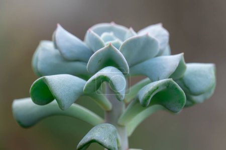 Bluish green stem of pachyphytum oviferum in glasshouse close-up. Chubby succulent plants moonstone of family crassulaceae in greenhouse. Rosette houseplant sugar almond with thick leaves. Alpinarium.
