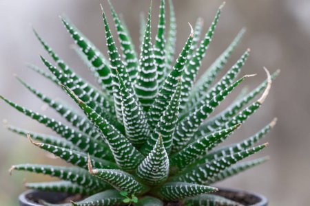 Tige verte d'haworthia fasciata en serre en gros plan. Schéma zèbre plantes succulentes cactus de la famille des asphodeloideae en serre. Rosette plante d'intérieur aloès aux feuilles triangulaires et bandes blanches.