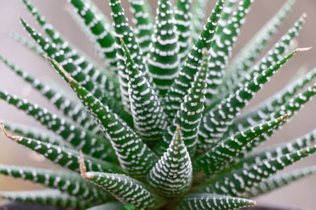 Green stem of haworthia fasciata in glasshouse close-up. Pattern zebra succulent plants cactus of family asphodeloideae in greenhouse. Rosette houseplant aloe with triangular leaves and white strips.
