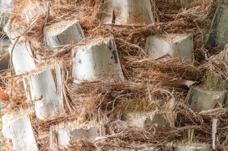 Braune Textur der Palmenrinde in Nahaufnahme. Detaillierte Muster wedeln phoenix dactylifera. Natürliche Tapete aus Dattelpalmenstamm. Exotischer Hintergrund aus Holz mit tropischem Baum. Schnittwerk im Garten