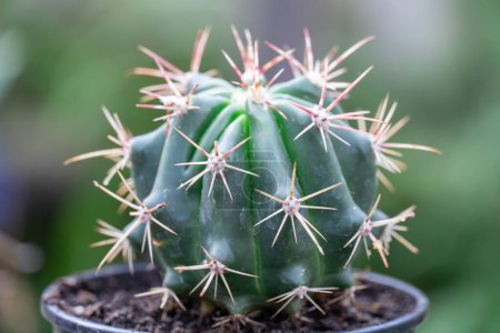 Cereus uruguayan ist ein gerippter Kaktus mit grünen Stielen in Großaufnahme. Pflanzengattungen aus der Familie der Kaktusgewächse mit Dornen sind dunkel. Immer grün mit Dornen Sukkulente uruguayanus Zimmerpflanze. Kakteengewächshaus.