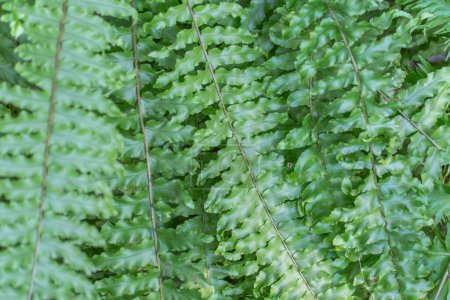 Green foliage fern nephrolepis exaltata in greenhouse. Lush leafs boston or sword fern in monotypic family lomariopsidaceae. Ruffles plant family nephrolepidaceae in glasshouse. Green background.