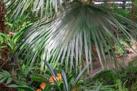 Green foliage fan palm livistona australis in glasshouse. Cabbage tree australian plant species in family arecaceae in greenhouse. Talipot palm with sunny leaf growth on tropical rainforest.