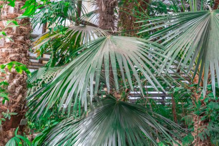 Green foliage fan palm livistona australis in glasshouse. Cabbage tree australian plant species in family arecaceae in greenhouse. Talipot palm with sunny leaf growth on tropical rainforest.