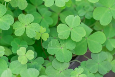 Three leaf white creeping clover. Background of natural grass green trifolium repens. Texture of shamrock close up. Dutch clover or creeping amoria of family legumes. Best pasture and forage plants.