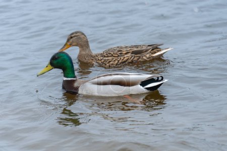 Two wild mallard duck swims in river. Bright beautiful male and female in the spring in pairing season. Birdlife anas platyrhynchos in nature. Birds sway on waves in wild nature.