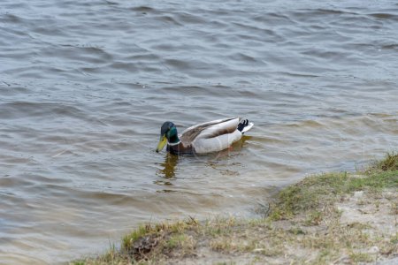 Gros plan Canard colvert sauvage mâle nageant dans la rivière. La tête et le cou du mâle sont verts, la poitrine est brune, le dos est gris. Oiseaux platyrhynchos dans la nature. Les oiseaux se balancent sur les vagues.
