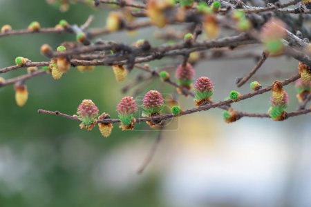 Larch pink flowers blooming in garden close-up. Female cone of european larch blossom in nature. Branch european larix decidua of flowering plant. Inflorescence of conifer tree in spring.