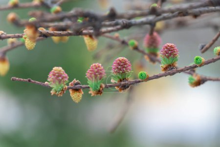 Larch pink flowers blooming in garden close-up. Female cone of european larch blossom in nature. Branch european larix decidua of flowering plant. Inflorescence of conifer tree in spring.