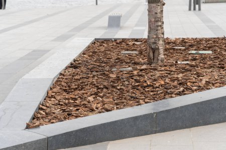 Mulching of tree trunk with bark for park design. Decorative piece mulch strewning on flowerbed. Wood chips natural pine brown colored for lawns. Organic environment product in landscaping.
