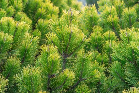 Young branches mountain pine of evergreen plants. Green dwarf coniferous shrub that has spherical shape. Fresh spruce twig and needles. Tree decorative pinus mugo litomysl. Landscape and park design