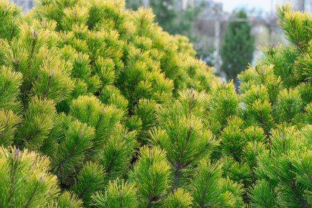 Young branches mountain pine of evergreen plants. Green dwarf coniferous shrub that has spherical shape. Fresh spruce twig and needles. Tree decorative pinus mugo litomysl. Landscape and park design