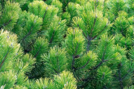 Junge Äste von immergrünen Pflanzen. Grüner Zwerg-Nadelstrauch mit kugelförmiger Form. Frische Fichtenzweige und Nadeln. Baumschmuck Pinus mugo litomysl. Landschafts- und Parkgestaltung