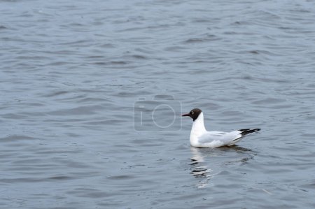Black-headed gull swims on water close-up. Bird of common gull sway on waves of river. Rivergull chroicocephalus ridibundus in wild nature on lake. Birdlife family laridae. Freedom concept.