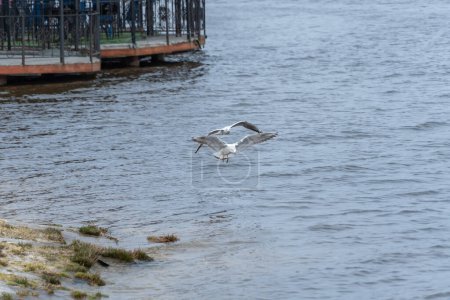 Dos riverdulos se elevan por encima del agua. gaviotas ommon vuelan alas extendidas en el viento. Birdlife in wild nature in river (en inglés). Concepto de libertad.