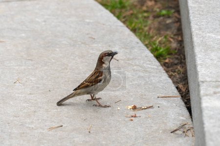 Beautiful cute brown sparrow eating nut. Small urban bird feeding and adaptable nutrition habits animal. Passer domesticus lives in city park. Portrait resourceful sparrow. Birds watching in wild.