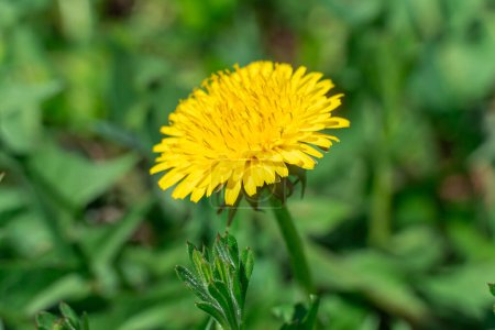 Blooming yellow dandelion flowers in springtime close-up. Details taraxacum officinale in meadow. Blowball used as medical herb and food ingredient. Edible fresh plants aster family or compositae.