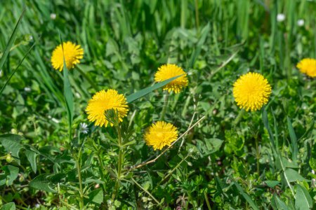 Blooming yellow dandelion flowers in springtime close-up. Details taraxacum officinale in meadow. Blowball used as medical herb and food ingredient. Edible fresh plants aster family or compositae.