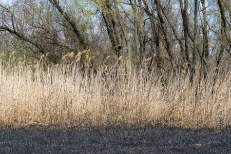 Las cañas secas se balancean en la orilla del río en el suelo quemado. Inflorescencias y tallos de caña soplando en el viento. Vista de la jungla marrón en la orilla del río. Naturaleza al aire libre plantas de caña que crecen en los humedales. Paja de hierba.