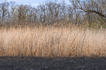 Dry stem reeds sway on river bank on burnt ground. Inflorescences and stalks cane blowing in wind. View on brown bulrush in riverbank. Nature outdoors plants cane growing in wetland. Straw of grass.