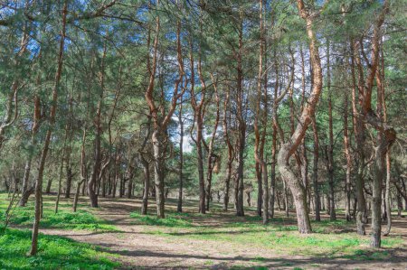 Old pine forest on sunny day. Panorama of natural coniferous trees. Evergreen trunks of spruce plant in woodland. Getting away from it urban problems on wonderland of pine grove. Wildlife landscape.