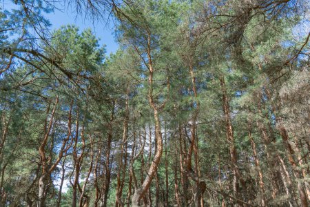 Old pine forest on sunny day. Panorama of natural coniferous trees. Evergreen trunks of spruce plant in woodland. Getting away from it urban problems on wonderland of pine grove. Wildlife landscape.