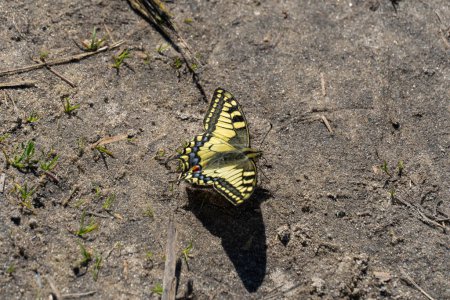Yellow machaon is a day butterfly old world swallowtail. Papilio machaon from the family of cavaliers papilionidae. Natural pattern of lepidoptera blue and red dots on yellow wing. Entomology.
