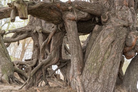Viele verdrehte Wurzeln alter Bäume. Großer Stamm von Fantasiepflanzen in der Natur. Magische braune Zweige und Rinde wachsen hoch über dem Boden. Wurzel breitet sich schön aus. Baumbetrachtung. Natürlicher Hintergrund.