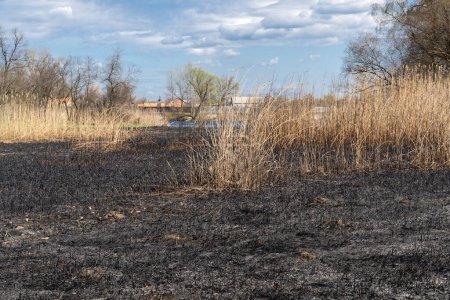 Meadow with burnt dry grass and black ash. Field with scorched reed grass is aftermath wild fire. Natural disaster and environment pollution problem. Destruction of insects and slash-burn agriculture.