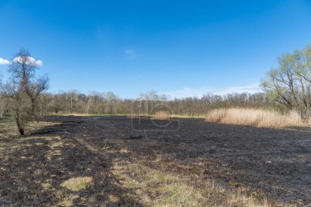 Wiese mit verbranntem trockenem Gras und schwarzer Esche. Ein Feld mit verbranntem Schilfgras folgt einem Waldbrand. Naturkatastrophen und Umweltverschmutzung. Zerstörung von Insekten und Brandrodung in der Landwirtschaft.
