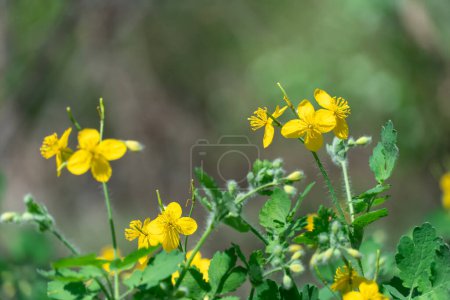 El primer plano de la celidonia de flores amarillas crece en campos y prados. Floreciente planta medicinal quelidonio de la familia de las papaveráceas. Ampliamente utilizado en la medicina tradicional.
