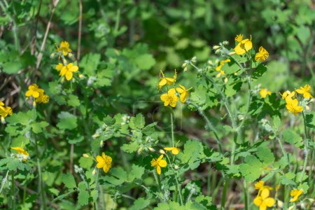 El primer plano de la celidonia de flores amarillas crece en campos y prados. Floreciente planta medicinal quelidonio de la familia de las papaveráceas. Ampliamente utilizado en la medicina tradicional.