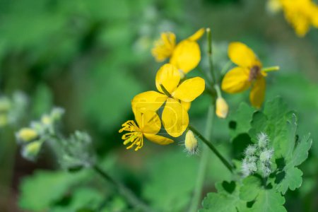 Close-up of yellow flower celandine grows in fields and meadows. Blooming medicinal chelidonium plant of the poppy family papaveraceae. Widely used in traditional medicine.