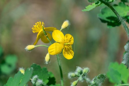 Close-up of yellow flower celandine grows in fields and meadows. Blooming medicinal chelidonium plant of the poppy family papaveraceae. Widely used in traditional medicine.