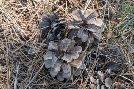 Pile of dry pine cones on the ground close-up. Seed and and needles background in forest of coniferous tree. Natural forest background. Organic manure of spruce woodland. Brown pinecones on floor.