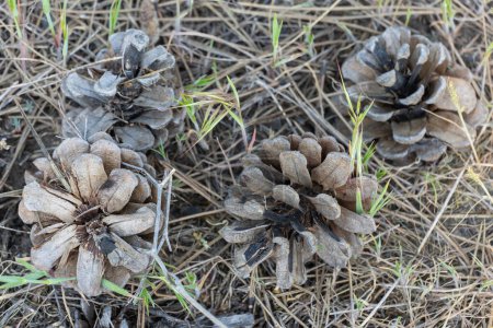 Pile of dry pine cones on the ground close-up. Seed and and needles background in forest of coniferous tree. Natural forest background. Organic manure of spruce woodland. Brown pinecones on floor.