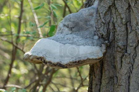 El hongo yesca parásito grande crece en el tronco. La verdadera polipora causa pudrición blanca en el árbol caducifolio. Fomes fomarius destruye la madera y las grietas en la corteza. Cascos del diablo o hongos del hombre de hielo