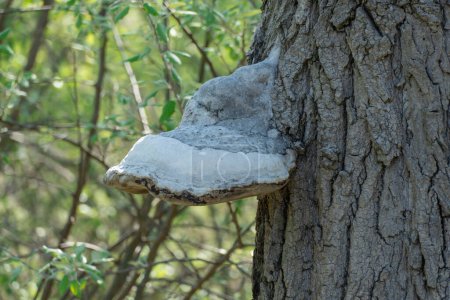 Large parasitic mushroom tinder fungus grows on trunk. True polypore causes white rot on deciduous tree. Fomes fomentarius destroys wood and cracks in bark. Inedible devil's hooves or ice man fungus
