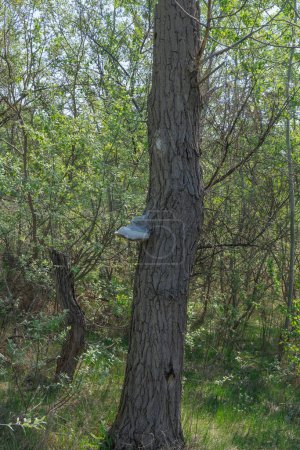 El hongo yesca parásito grande crece en el tronco. La verdadera polipora causa pudrición blanca en el árbol caducifolio. Fomes fomarius destruye la madera y las grietas en la corteza. Cascos del diablo o hongos del hombre de hielo