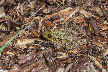 Marsh rana se sienta en el lago y observa de cerca. Green toad species of tailless amphibians of family ranidae. Reptil único de pelophylax ridibundus común en el agua. Retrato animal salvaje húmedo en estanque.