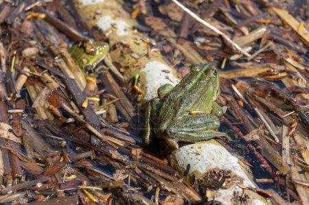 Sumpffrosch sitzt im See und beobachtet ihn aus nächster Nähe. Grüne Krötenarten schwanzloser Amphibien aus der Familie der Ranidae. Einzelnes Reptil der Pelophylax ridibundus, das häufig im Wasser vorkommt. Porträt nasses Wildtier im Teich.