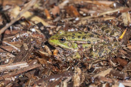 Marsh rana se sienta en el lago y observa de cerca. Green toad species of tailless amphibians of family ranidae. Reptil único de pelophylax ridibundus común en el agua. Retrato animal salvaje húmedo en estanque.
