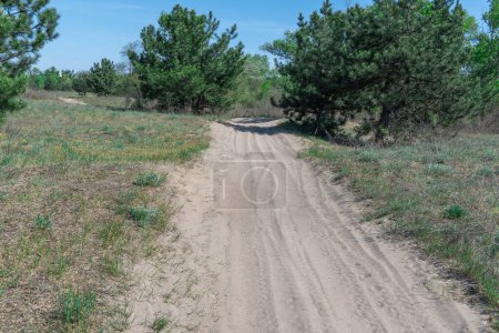 Sand road in the forest. Track imprint of quadricycle on nature land. Tire pattern of quad bike on driveway. Sand texture off road. Path in forest close up. Sand mounds and green plants in sunny day.