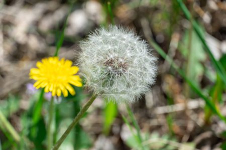 Dandelion flower with white seed heads in springtime close-up. Details taraxacum officinale in meadow. Plants aster family or compositae. Wildflower area. Blowball used as medical herb. Dandelion seed