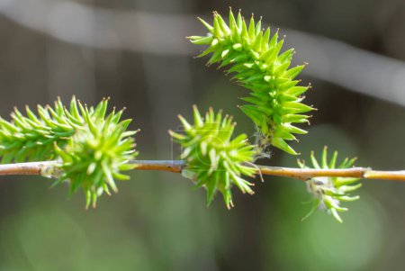 Grüne Blütenstände weiden im Frühjahr aus nächster Nähe auf Ästen. Kätzchen flauschig pendelnd bestehend aus Blüten von einzelnen und Wind bestäubt. Ziegensalix caprea ist die Gattung der Gehölzgewächse Familie salicaceae.
