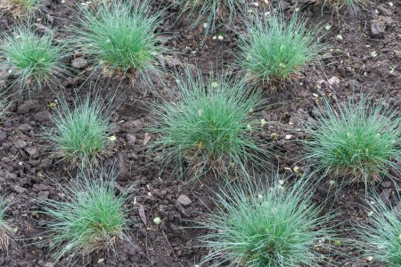 Seedlings of fescue meadow narrow leaved grasses. Herbaceous plant festuca pratensis poaceae family of spherical shape. Green leaves of ball fescue. Ideas with oat grass for gardening and planting.