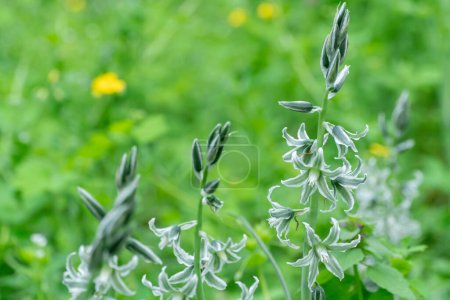 Flores blancas de la estrella que cae bethlehem en el prado. Campanas y brotes de ornithogalum nutans es una especie herbácea de la familia de las asparagáceas. Planta bulbosa de estrella lechera asintiendo. Flores silvestres blanco-verdes.