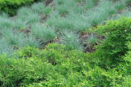 Green seedlings of juniper horizontal grow in park. Juniperus horizontalis from family cypress. Evergreen coniferous plant for garden art design landscape. Decorative natural hedge in green color.