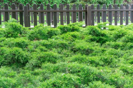 Les semis verts de genévrier horizontal poussent dans le parc. Juniperus horizontalis de la famille des cyprès. Conifères Evergreen plante pour jardin art design paysage. Haie naturelle décorative de couleur verte.